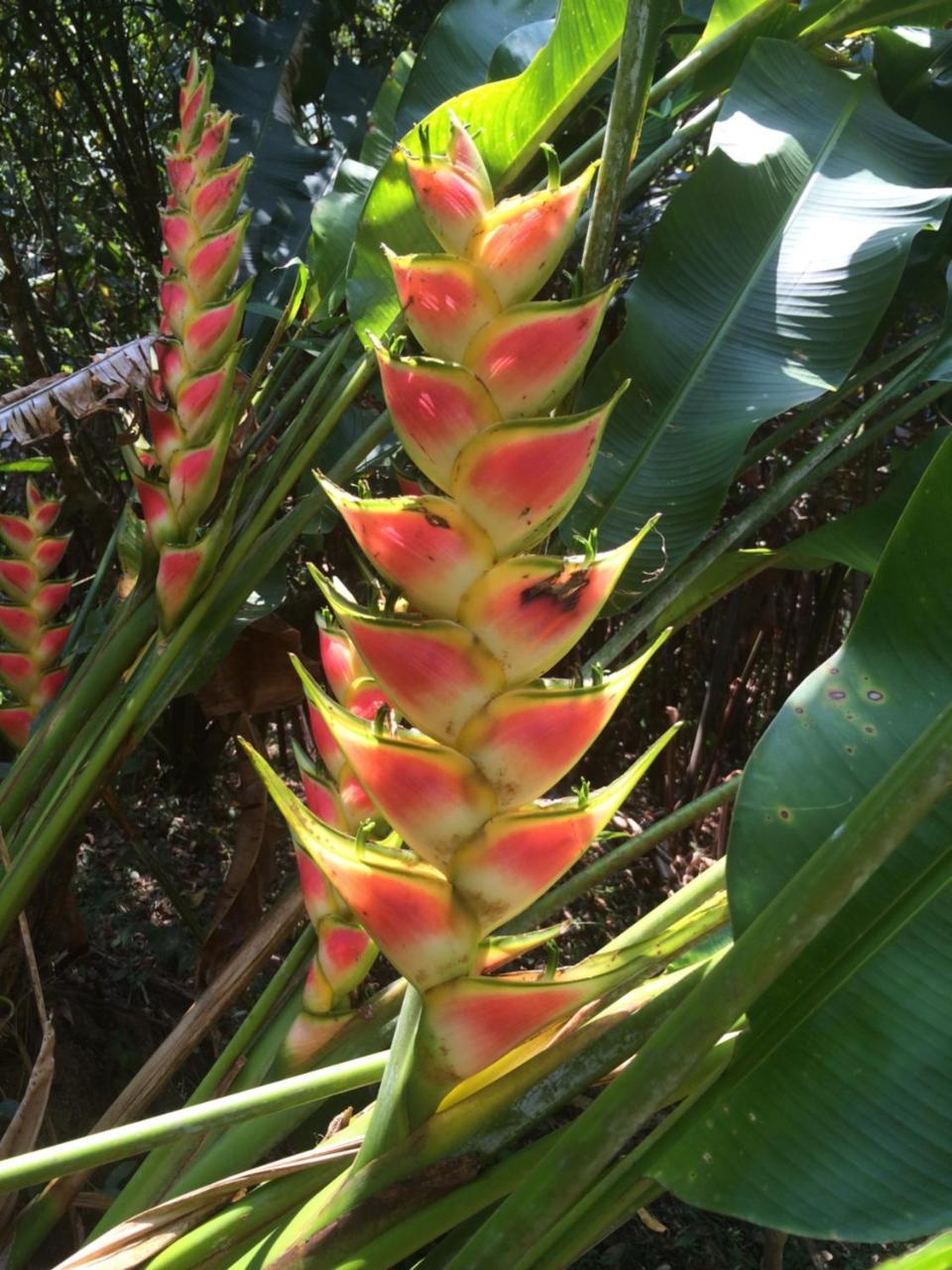Sun Creek Lodge Punta Gorda Eksteriør bilde